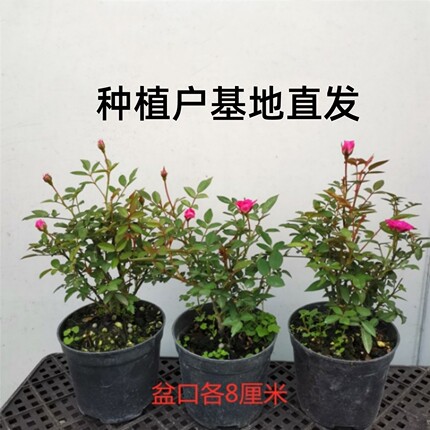 姬月季日本姬乙女四季开花迷你微月季盆栽阳台桌面绿植花卉带花苞