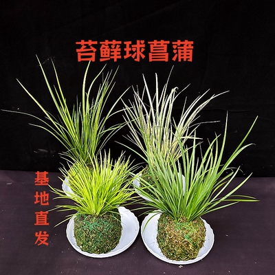 苔藓球菖蒲草水培室内好养绿植