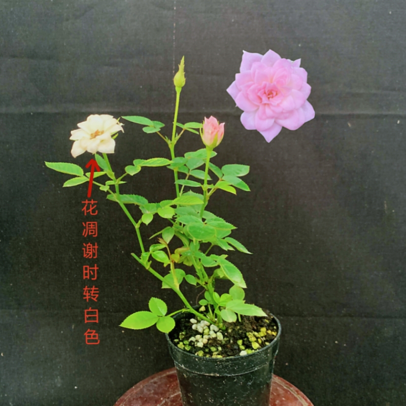 微型盆栽姬月季四季开花带花苞