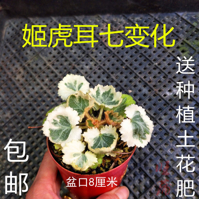 日本山野草迷你姬虎耳七变化御所车菖蒲草微型盆栽红竹观音竹米竹