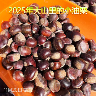 2025下树新鲜小油栗子带壳湖北大别山野生小毛栗子罗田板栗