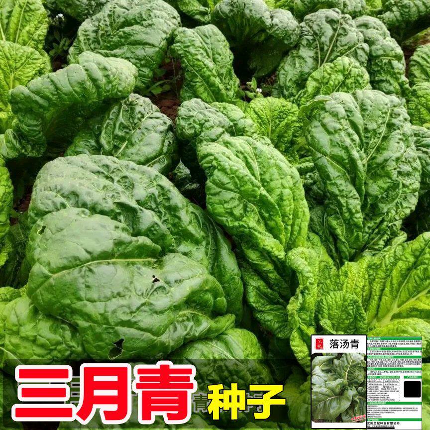 正品三月青种子落汤青种籽大果专家庭园艺种子