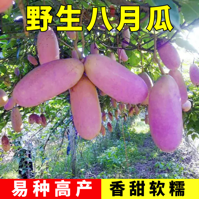 八月瓜种籽八月炸种子贵州野生8家庭园艺种子