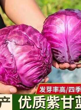 正品紫甘蓝包心菜种子紫色卷心菜紫包菜种子农家庭院阳台蔬菜种子