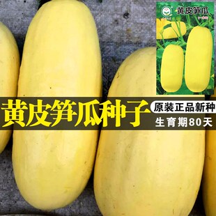 黄皮笋瓜种子老品种好吃包饺子春秋季早熟高产黄笋瓜种子肉质细腻