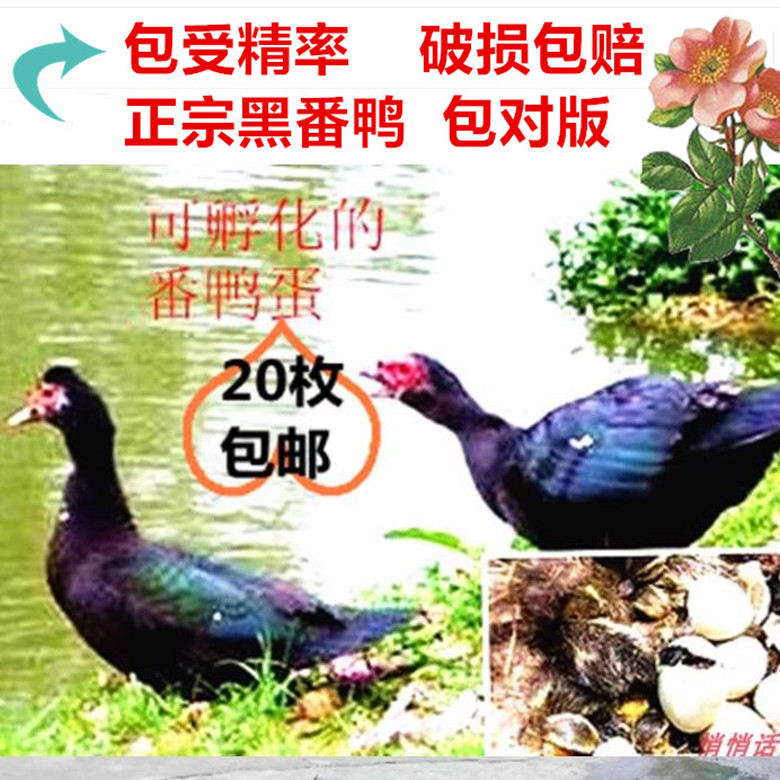 番鸭 种蛋 受精蛋 可孵化 番鸭种蛋 洋鸭蛋   红脸鸭种蛋