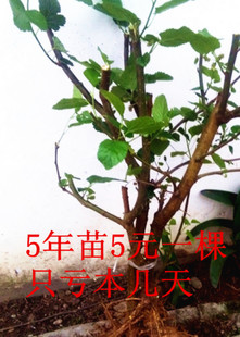 桑树养蚕桑树苗大叶桑葚树苗盆栽地栽南方北方