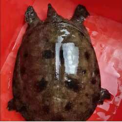 洪湖岸上生态甲鱼老鳖外塘野养鲜活体生鲜乌黑花圆边背王八 水鱼