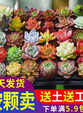 多肉植物组合室内小盆栽精品玉露肉肉大颗株好养花卉绿植包邮送土