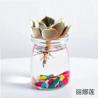 Гидропона Лотос