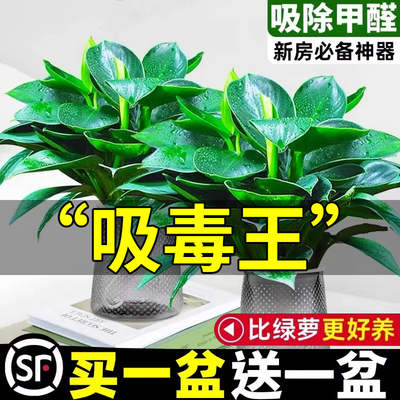 大叶金钻绿公主盆栽【买一发二】