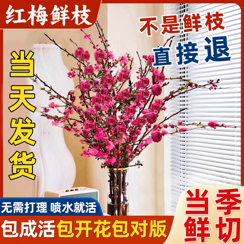 俗话说！红梅开花越过越发！！