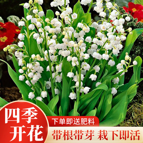 只需要5毛钱，就可以免费养铃兰