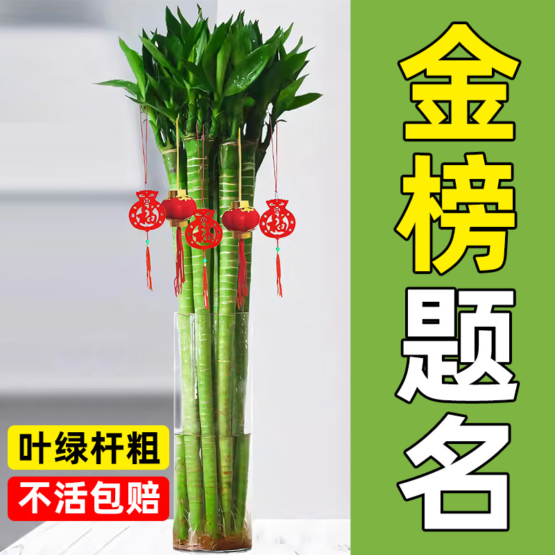 文昌竹4支金榜题名马到成功水培带根盆栽富贵竹桌面绿植物好养活