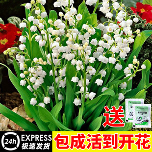 铃兰花苗四季进带花苞绿植种球盆栽植物带芽根口玲花卉耐寒热开花