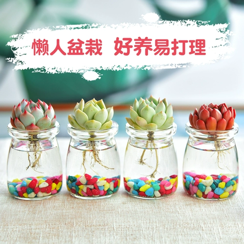 Гидропоновый сочный внутренний растение гидропонная растение стеклянная бутылка сочные растения комбинированная цветочная кафе -горшок с горшками