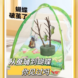 蝴蝶蛹可孵化卵茧可折叠防蚊儿童可以养的小宠物幼儿园学生羽化