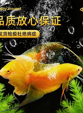 精品国冷水淡水鱼斗鱼活体观赏鱼苗黄色扇形尾冷水淡水耐活幼鱼