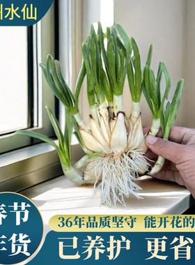 漳州水仙花种球盆栽冬季八字切种球产地直发重瓣特级懒人水培浓香