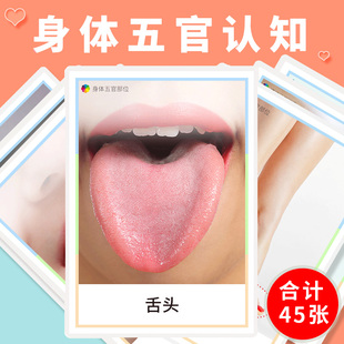 身体部位人体五官认知卡片儿童语言发育迟缓玩具自闭症训练教具