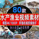 水产海鲜捕捞螃蟹大闸蟹养鱼塘视频捕鱼虾龙虾鲍鱼渔业养殖场素材