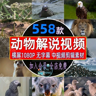 野生动物世界纪录片解说国外非洲捕猎觅食无字幕剪辑中视频素材
