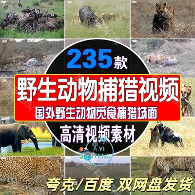 国外野生动物捕猎觅食场面纪录片解说中视频高清剪辑自媒体素材