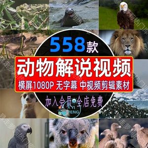 野生动物世界纪录片解说国外非洲捕猎觅食无字幕剪辑中视频素材