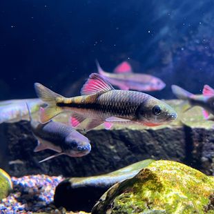 浙江红腹溪石斑鱼苗光唇鱼冷水鱼淡水鱼溪流原生缸溪流观赏鱼群游