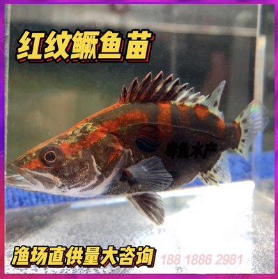 桂花鱼鳜鱼红纹桂鱼苗