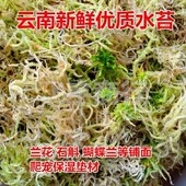 云南鲜水苔粗水苔兰花铺盆面蝴蝶兰君子兰石斛保湿 水苔爬宠垫材