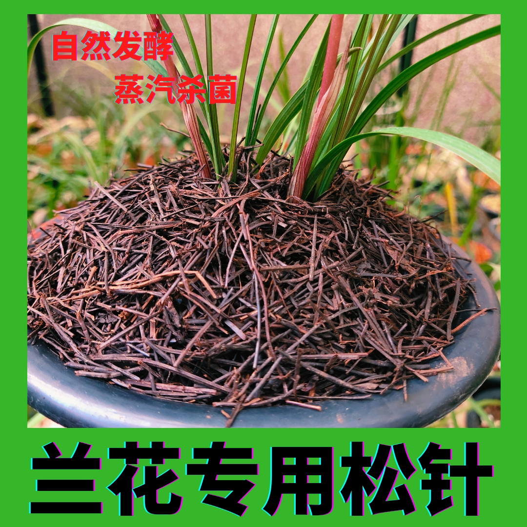 兰花专用松针土兰花专用土纯杉叶松无土沙松叶腐熟松针无土纯松针