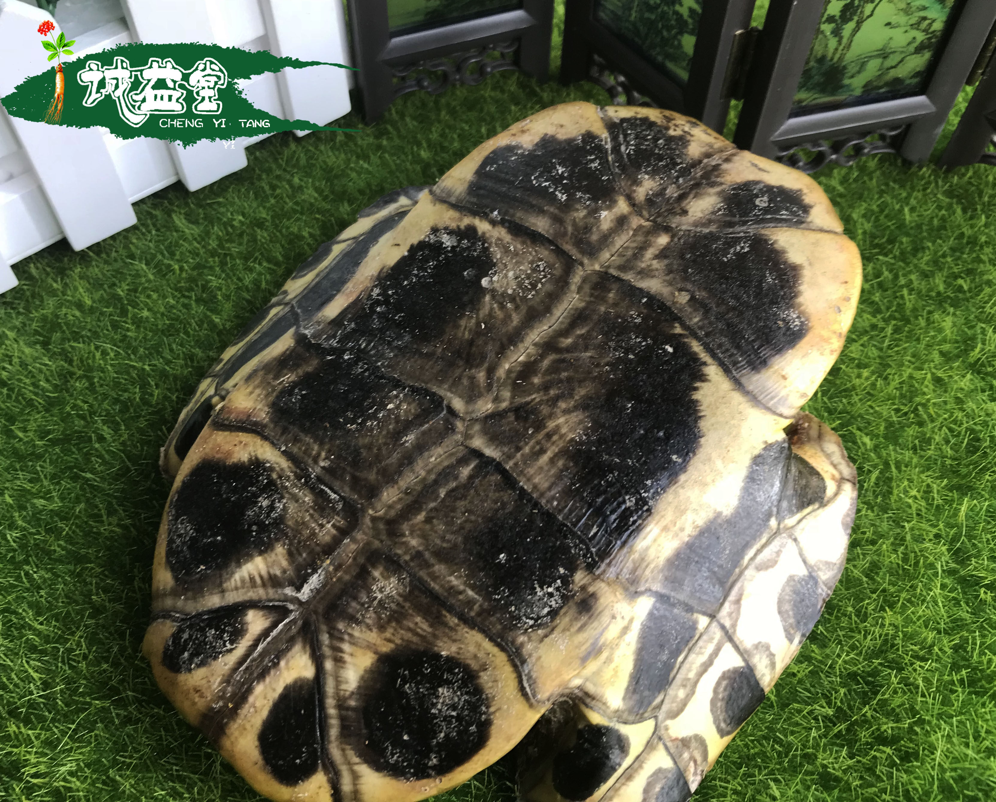 包邮 生龟板500克龟下甲龟底板要 醋制龟板 龟板粉甲骨文乌龟手工