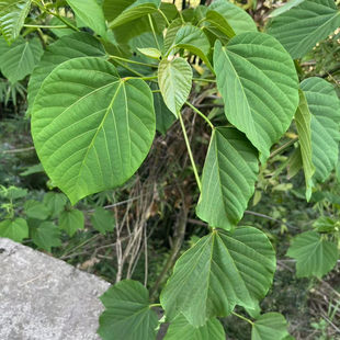 重庆发货新鲜现摘油桐子叶麦粑桐籽果包材包邮