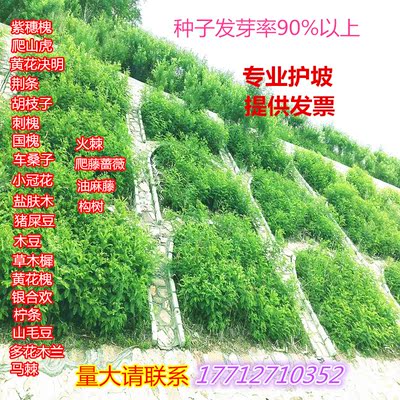 护坡灌木种子刺槐紫穗槐油麻藤银合欢多花木兰公路绿化固土草种籽