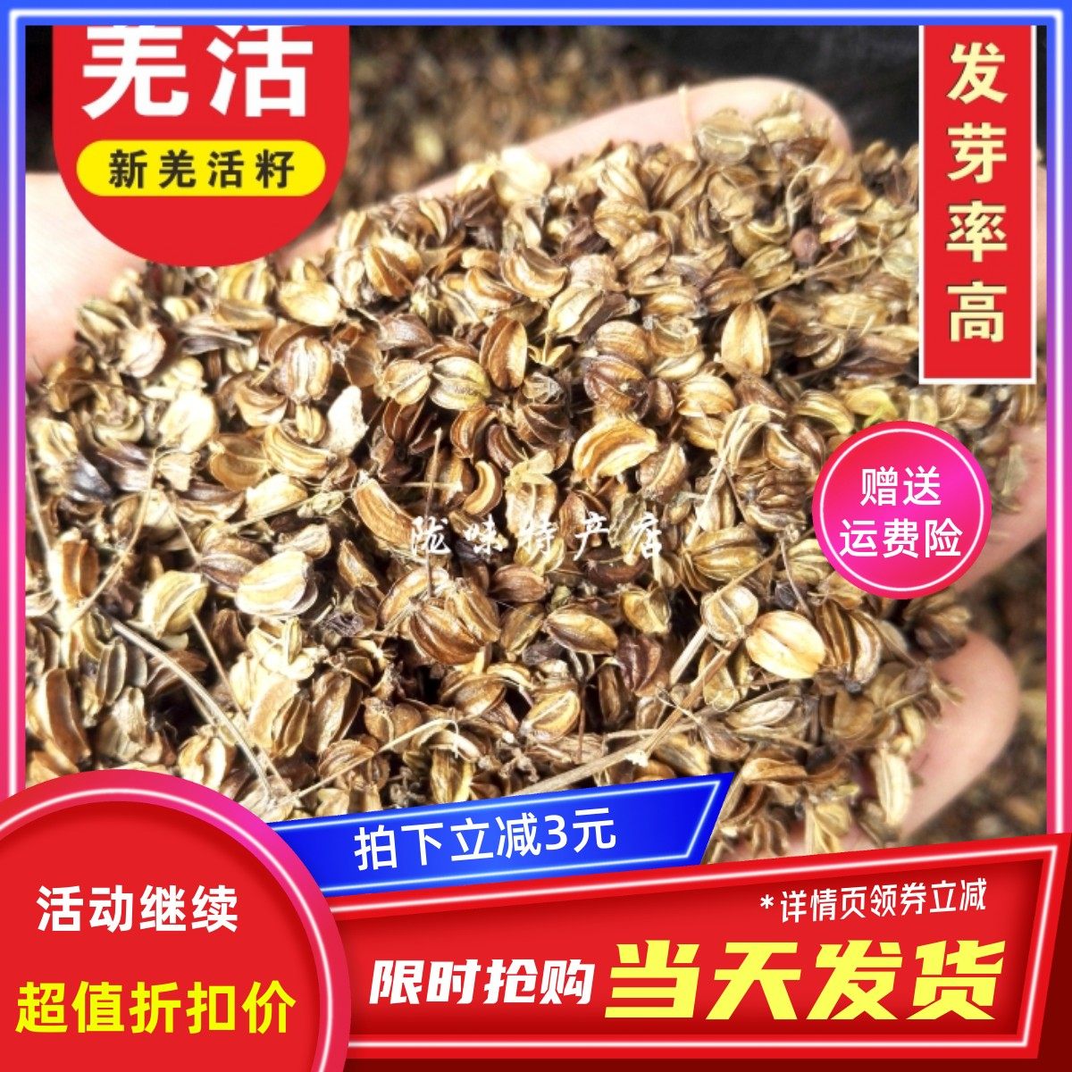 野生甘肃种子羌活包邮
