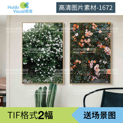 北欧现代Finelittleday复古玫瑰花摄影艺术装饰画高清画芯素材图