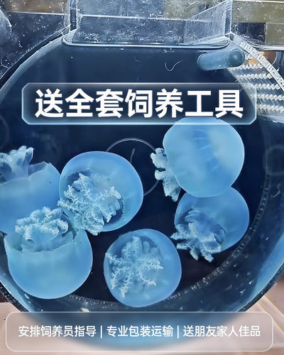 炮弹水母鱼缸活体圆形海洋馆同款像果冻一样会游动养殖场直发好养