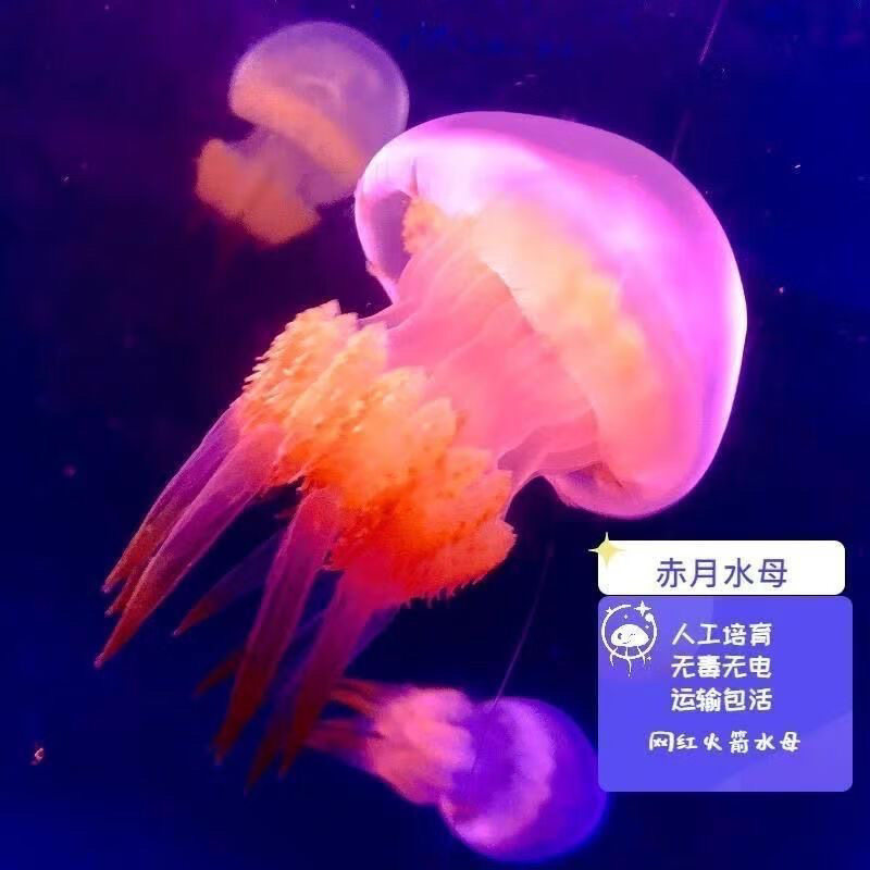 赤月水母活体宠物水母优选养殖场直发新手闭眼入 海盐水养殖 - 实物图