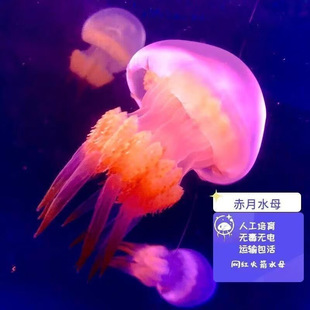赤月水母活体宠物水母优选养殖场直发新手闭眼入 海盐水养殖