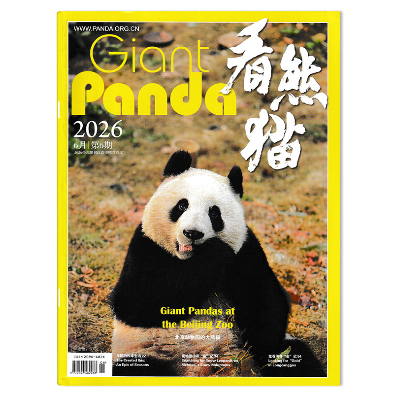 【期数可选 中英文版互译】看熊猫杂志2025年12月音乐剧《熊猫》:在“国宝”家园,奏响一曲爱与生命的交响乐大熊猫类期刊杂志