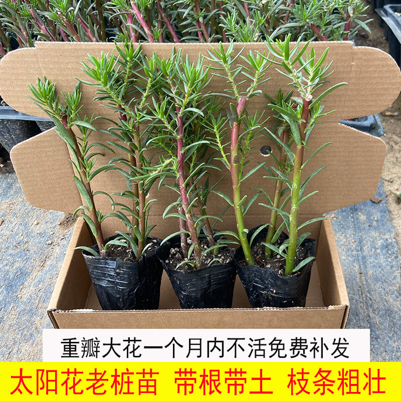 太阳花老桩苗带根带土发货图片