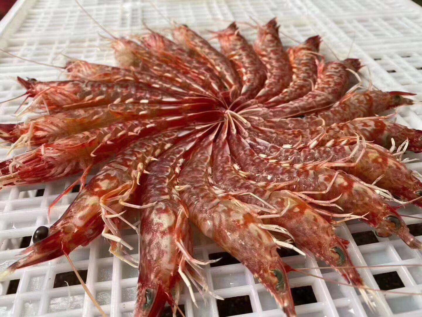 海虾樱花虾小斑节虾海虾剑虾红虾白虾当天捕海鲜水产非对虾