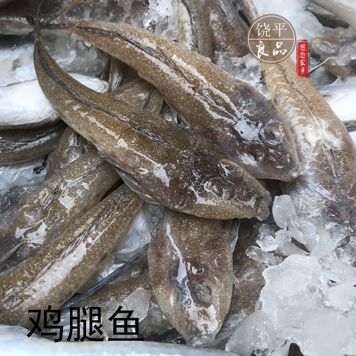 鸡腿鱼 潮汕弓箭头  新鲜日料食材鲜活500g顺丰