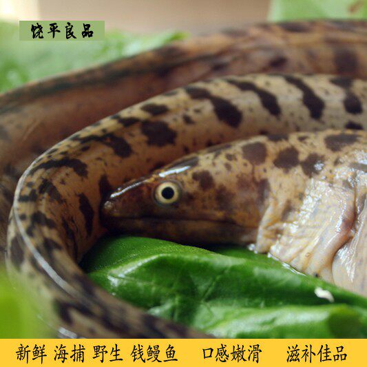 潮汕鳗新鲜海鲜海 鳗堤 石鳗 钱鳗 海鳝 - 实物图