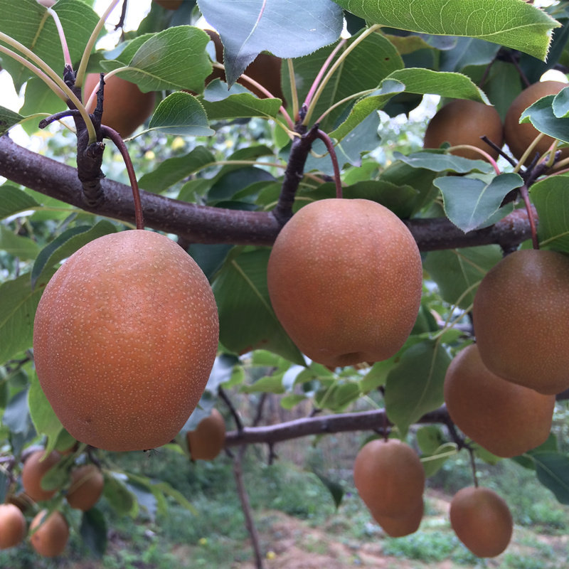 密云山区老糖梨农村老品种新鲜水果自然成熟特甜煮水梨子3斤包邮