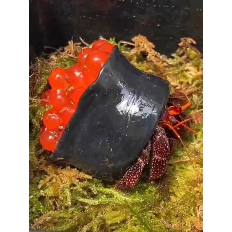 寄居蟹替换壳 三文鱼 鱼子酱 寿司壳 北极贝鳗鱼熟虾 手工替换壳