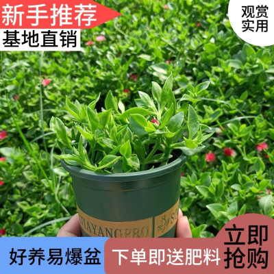 牡丹吊兰带花苞栽垂吊植物室内阳台四季开花净化空气吸甲醛绿植