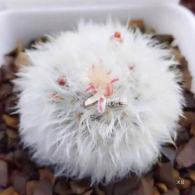 【植悟季】白云高砂/高砂 乳突球属 实生仙人球 一物一拍