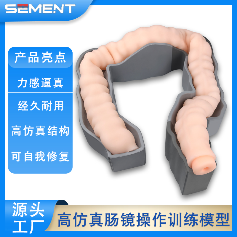 肠镜检查模型肠道病变研究